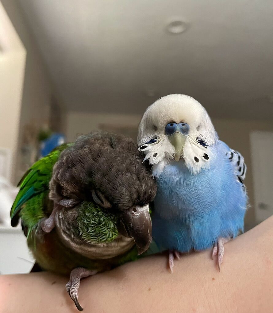 1 Conure, 1 Budgie Pet Birds