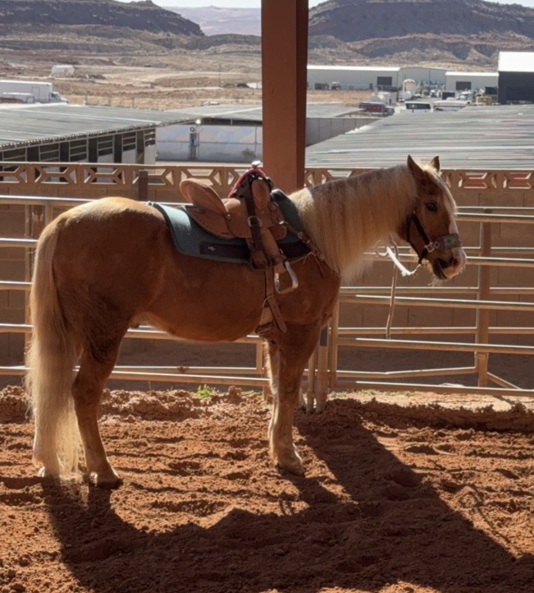 Sweet, Older Gelding