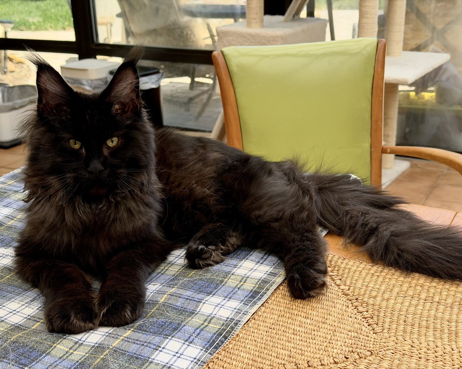 Maine coon