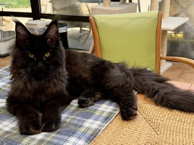 Maine coon