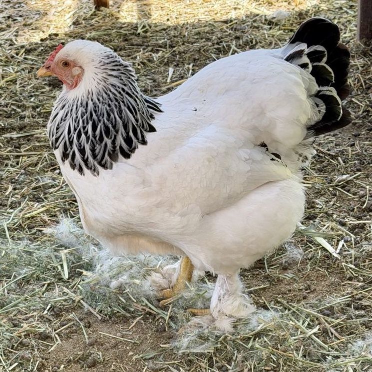 Light Brahma Laying Hen