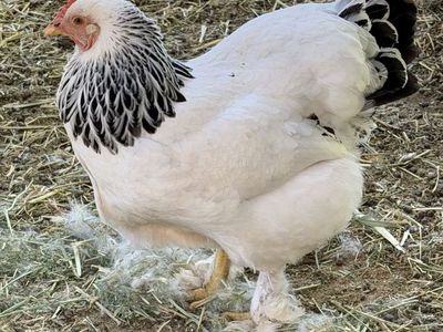 Light Brahma Laying Hen