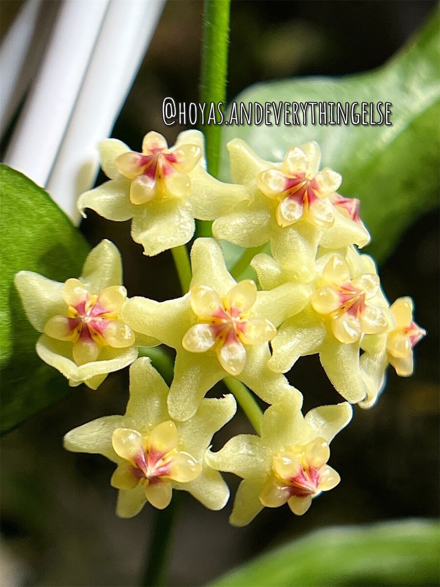 Hoya pandurata (sp Vietnam) - Plant