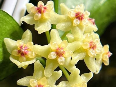 Hoya pandurata (sp Vietnam) - Plant