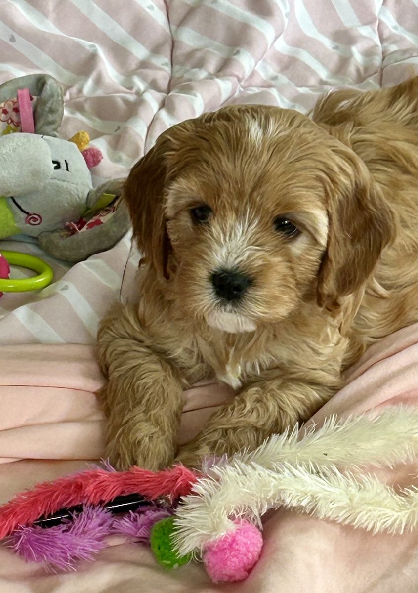 CAVAPOO Cavadoodle 8 Weeks Female So Cute!