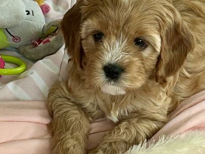 CAVAPOO Cavadoodle 8 Weeks Female So Cute!
