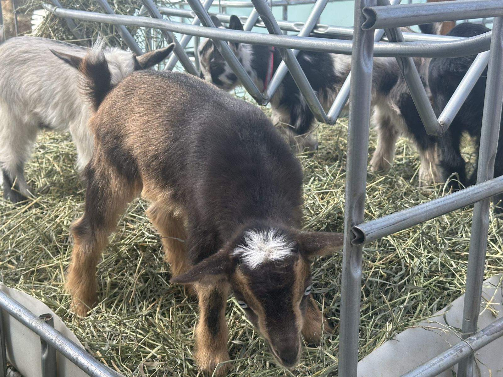 Blue Eyed Nigerian Dwarf BucKling