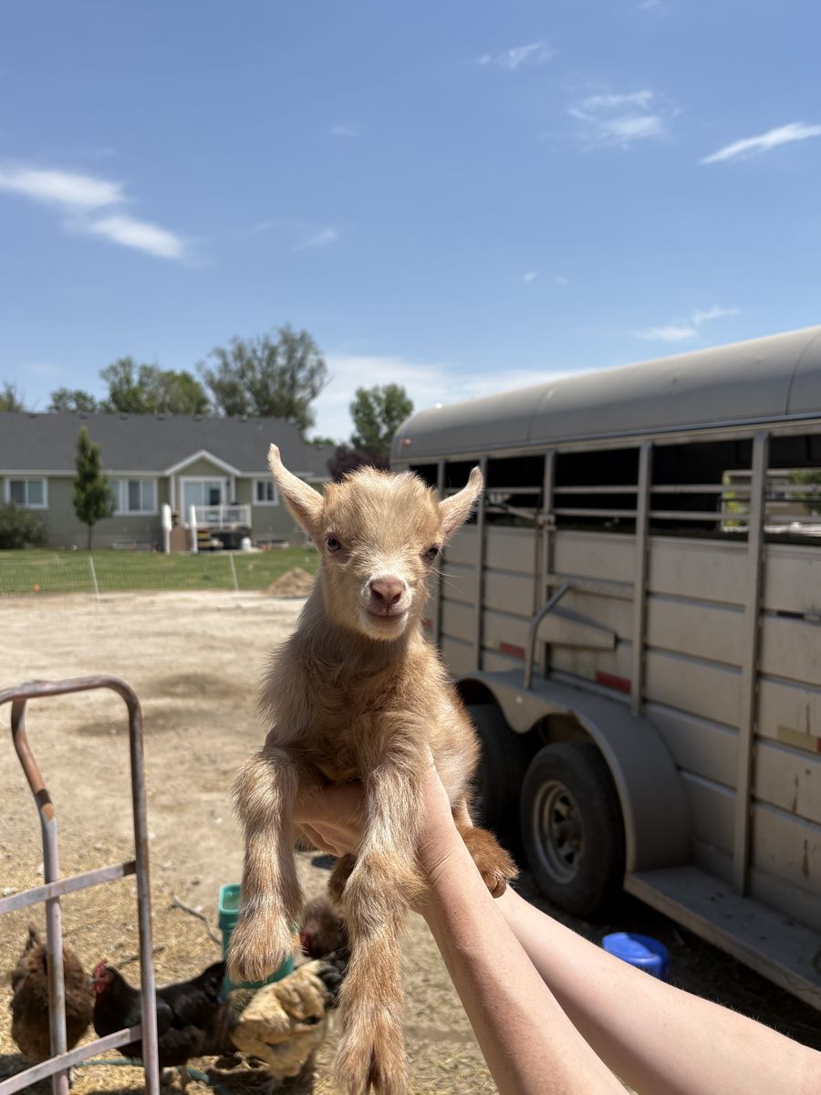 Purebred Nigerian Dwarf Buckling