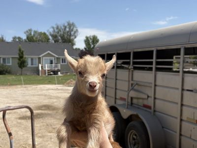 Purebred Nigerian Dwarf Buckling