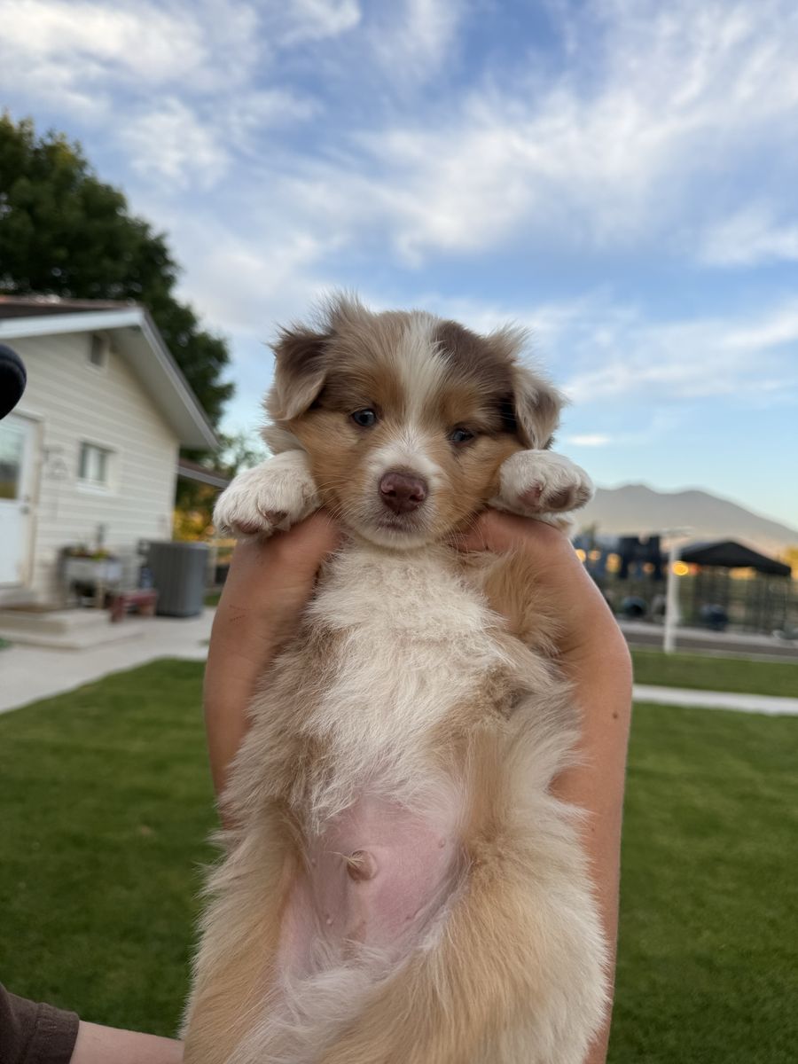 Mini Aussies