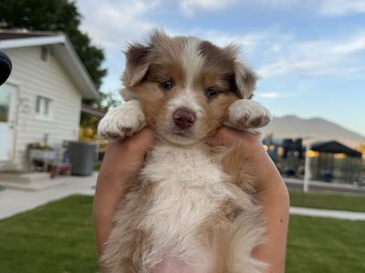 Mini Aussies