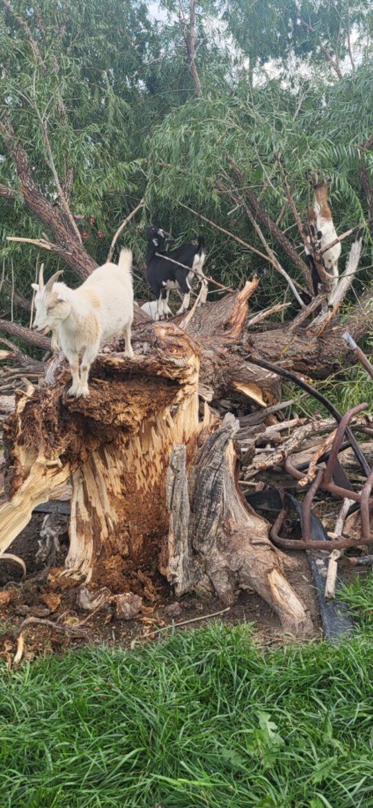 5 FREE BIG DRY PINE TREES, FREE,2 HUGE  PINES;; 3 SMALLER ONES, 2  WILLOW TREE