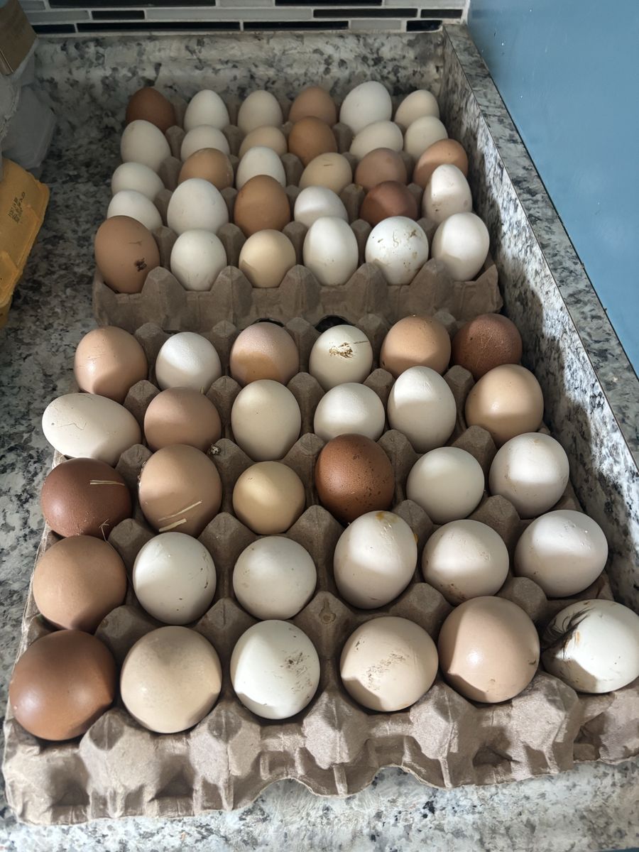 Farm fresh eggs