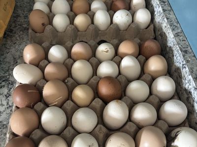 Farm fresh eggs