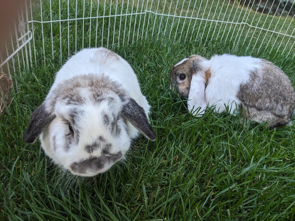 Bonded Pair Lop Rabbits & Supplies