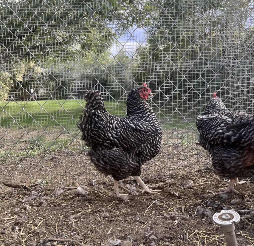 I’m Looking To Buy Hens.