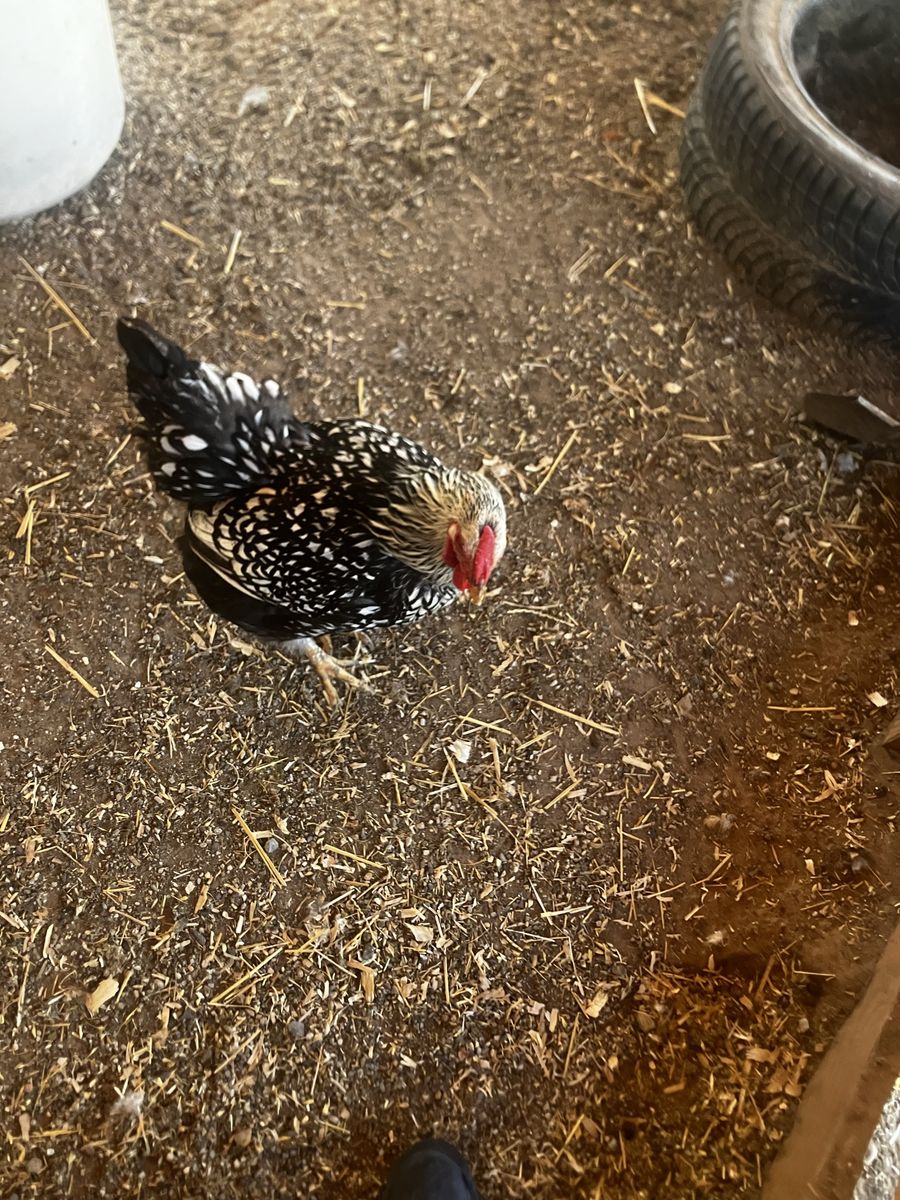 Free chicken