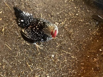 Free chicken
