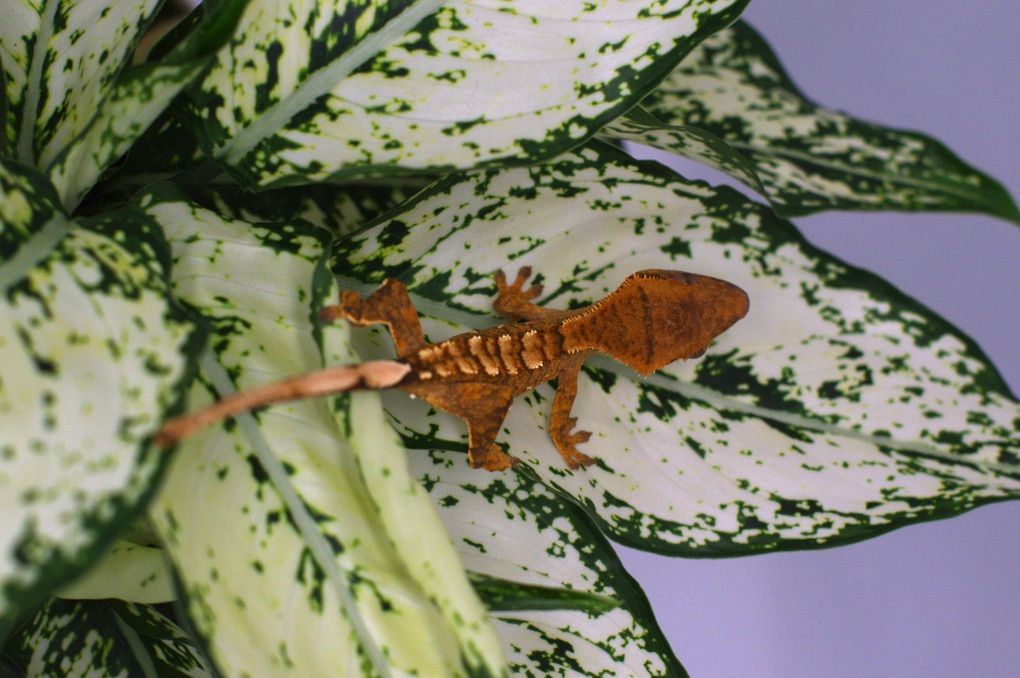 Crested Gecko Baby