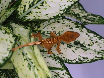 Crested Gecko Baby