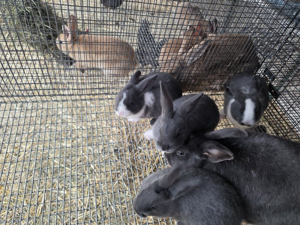 New Zealand Rabbits