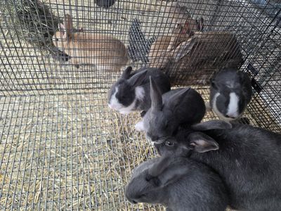 New Zealand Rabbits