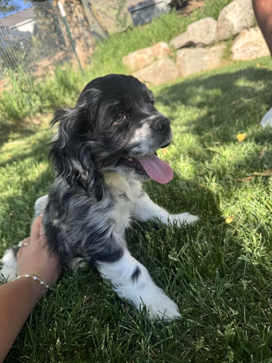 Cocker Spaniel Puppies ONLY 1 PUPPY LEFT!