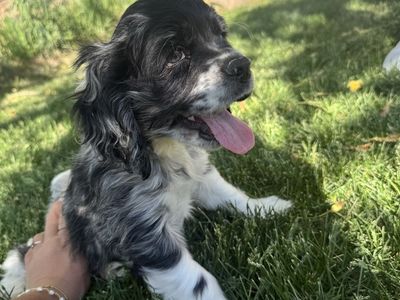 Cocker Spaniel Puppies ONLY 1 PUPPY LEFT!