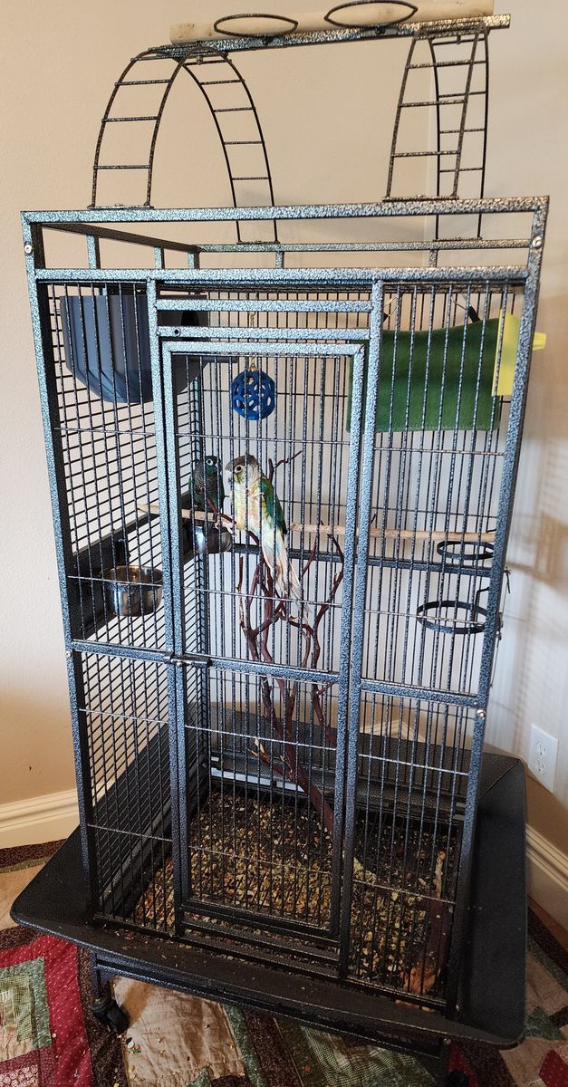 2 Green Cheek Conures