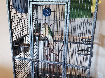 2 Green Cheek Conures
