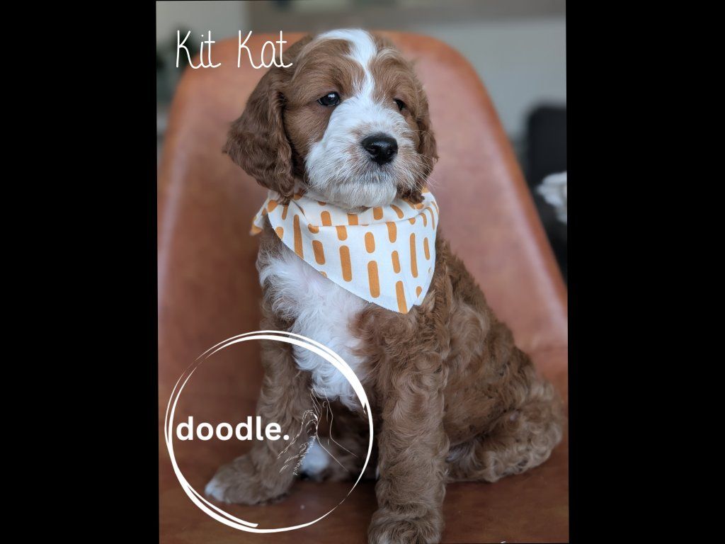 Tuxedo Goldendoodle Boys