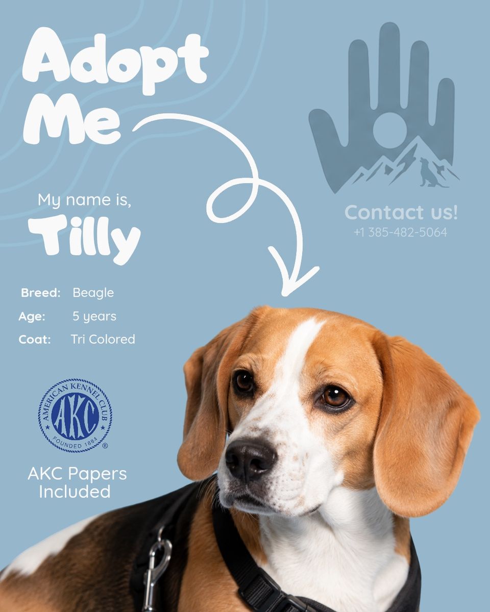 AKC Female Beagle