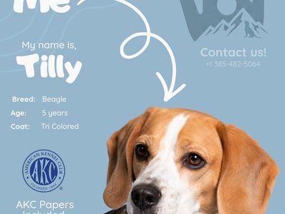 AKC Female Beagle