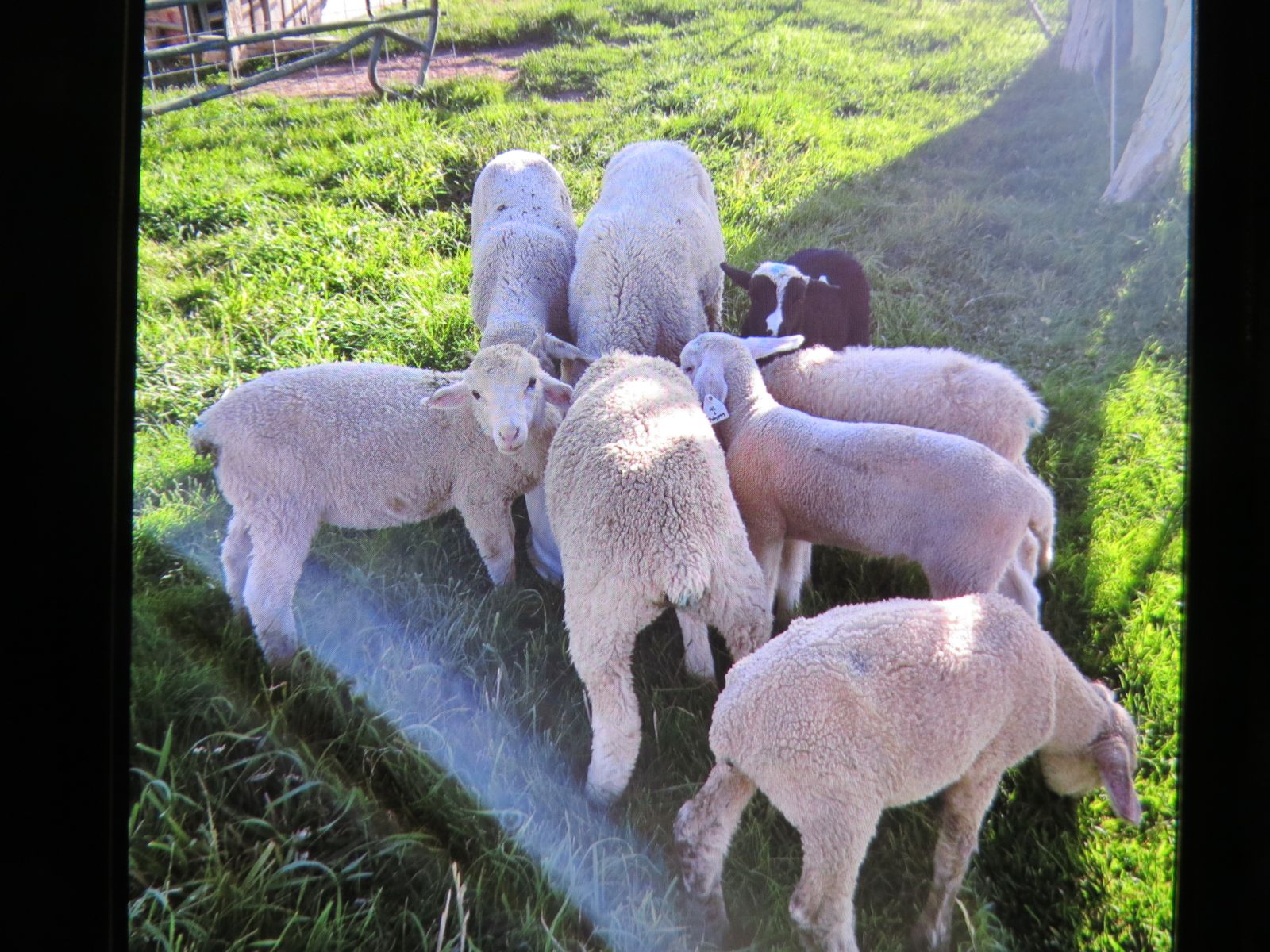 8 Pasture Lambs