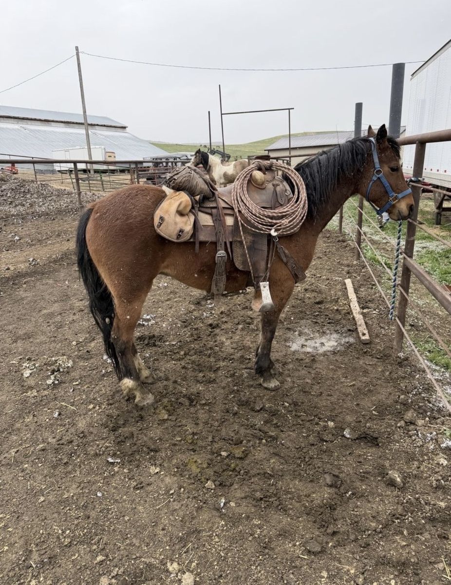 6yr Old Kids Horse