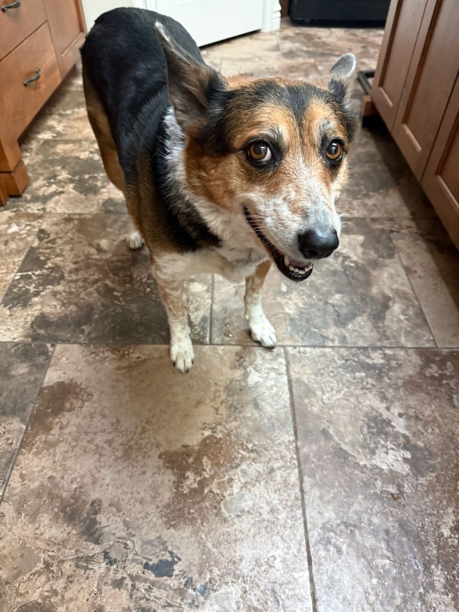 Australian Cattle Dog