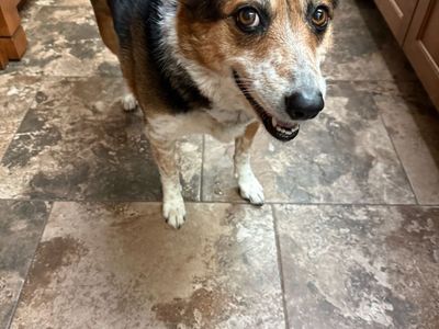 Australian Cattle Dog