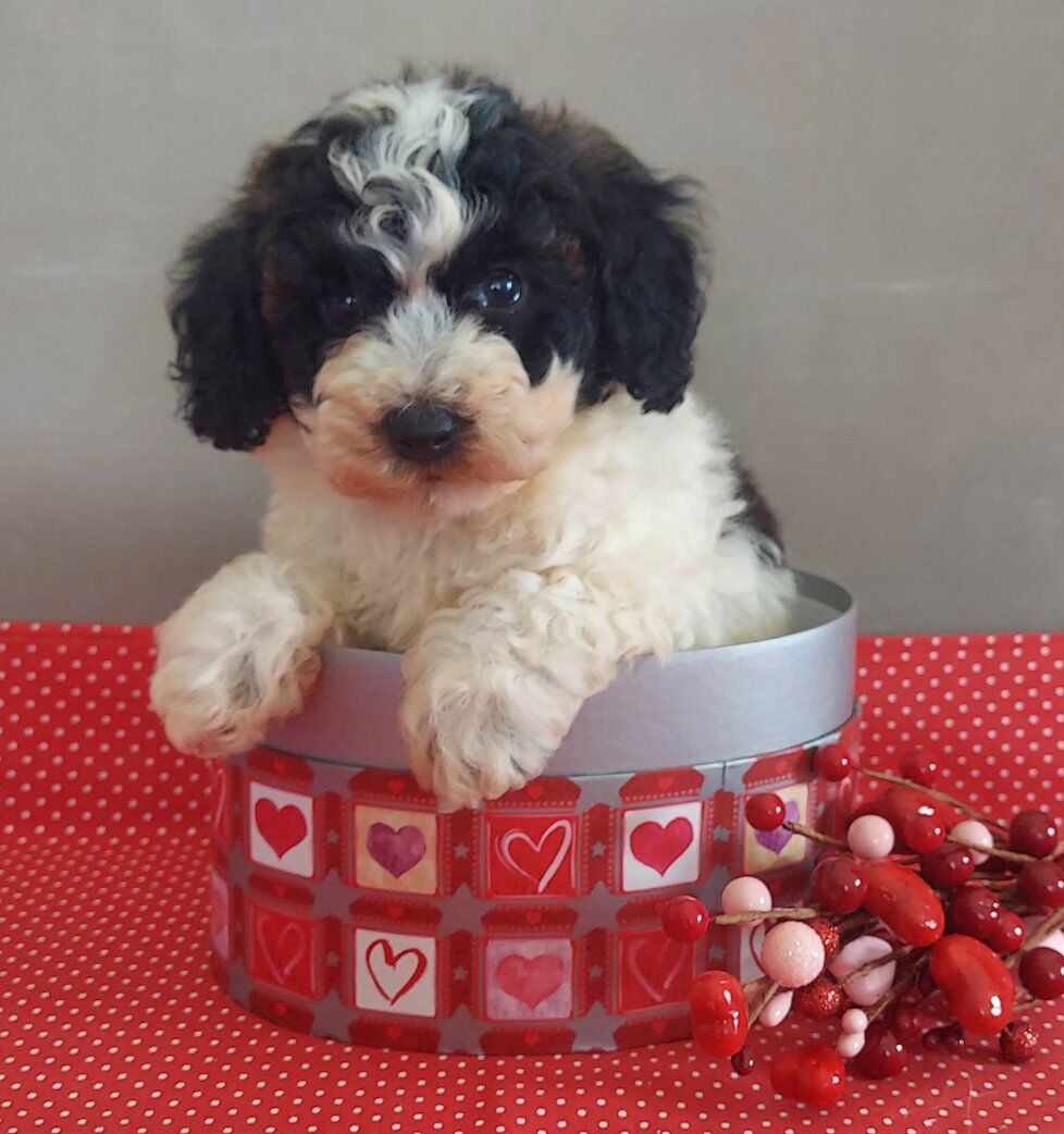 Darling Poochon Puppies