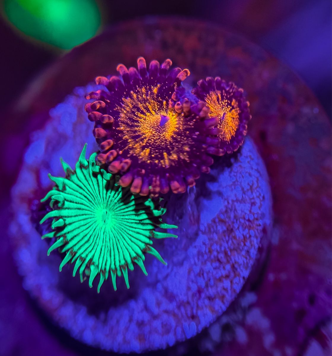 Frag Combo - Mixed Polyps