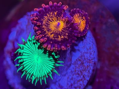 Frag Combo - Mixed Polyps
