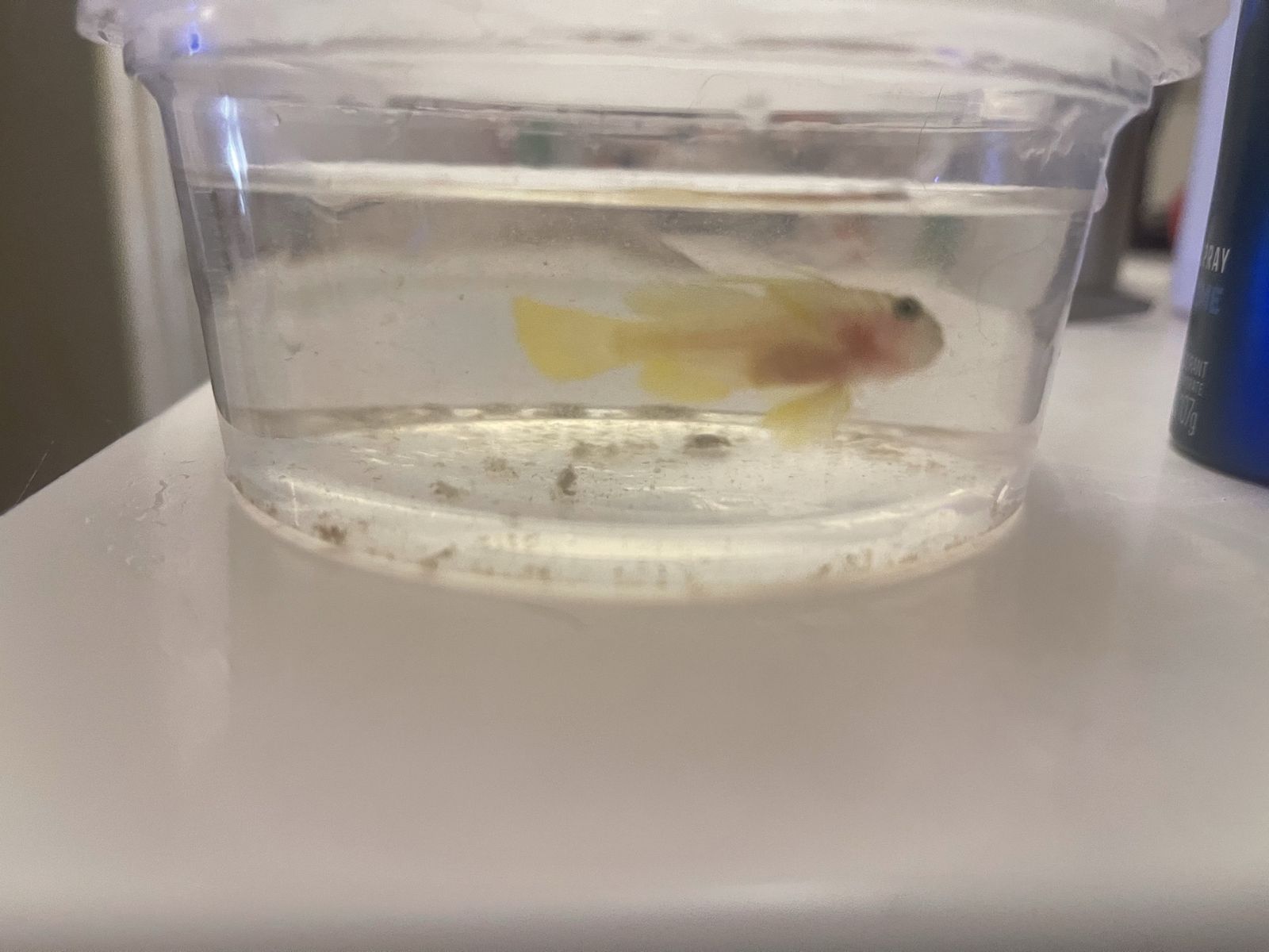Priolepis goby