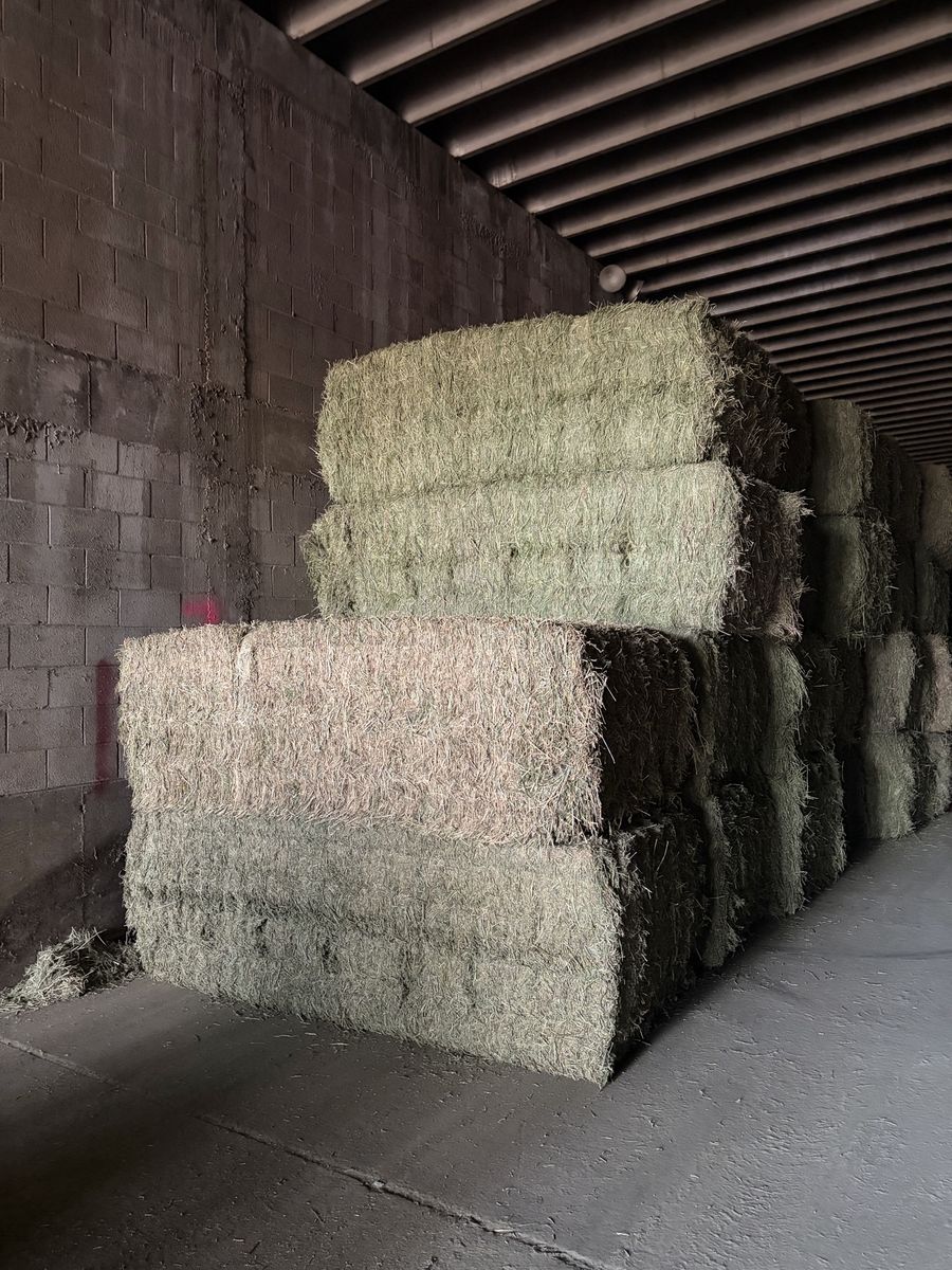 High Quality Alfalfa Hay Bales - 3x4x8, 1500 lb. - Clean & Ready