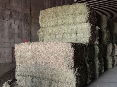 High Quality Alfalfa Hay Bales - 3x4x8, 1500 lb. - Clean & Ready