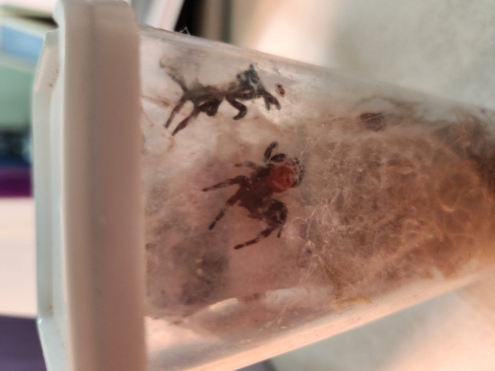 mature male velvet spider for breeding