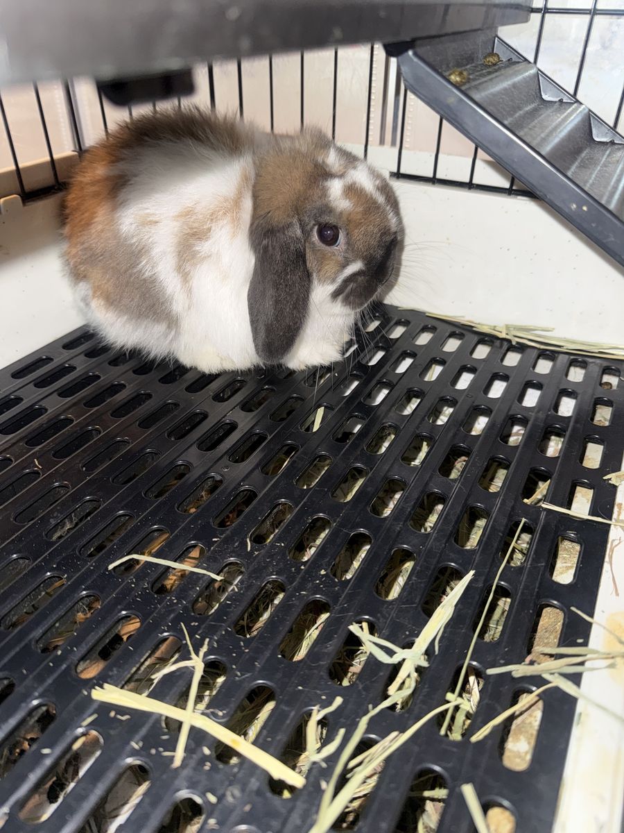 Cutest Little  Holland Lop