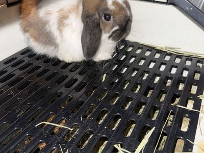 Cutest Little Holland Lop