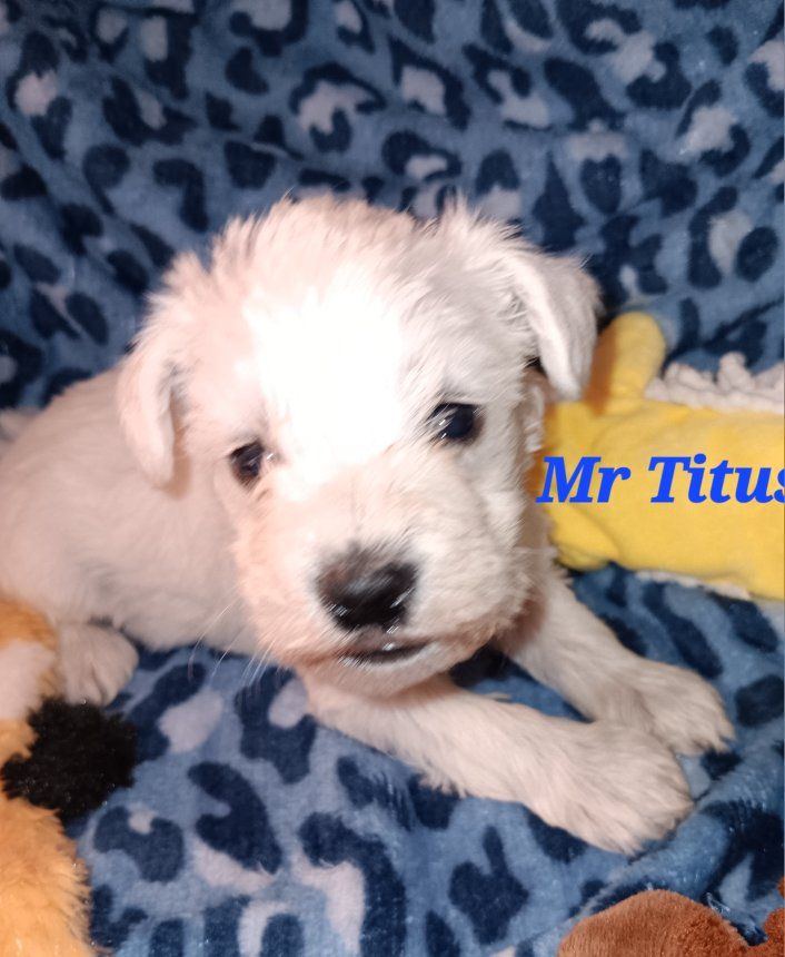 Miniature Schnauzer  Titus