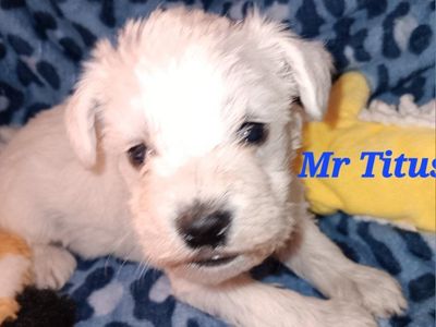 Miniature Schnauzer Titus