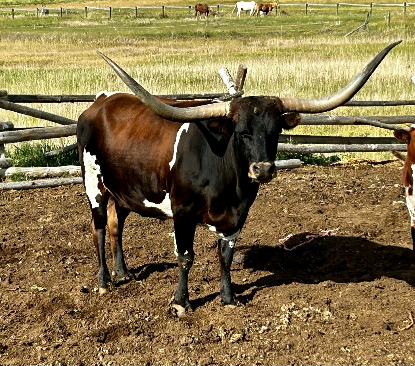 Longhorn cow 