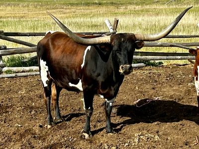Longhorn cow